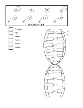 Preview of How You Make You! DNA & Protein Synthesis FREE Coloring Sheet