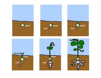 Preview of How a Plant Grows- Sequencing Cards