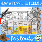 How a fossil is formed foldable sequencing activity fossil