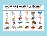 How Animals Are Born.
