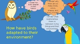 How birds have adapted to their environment