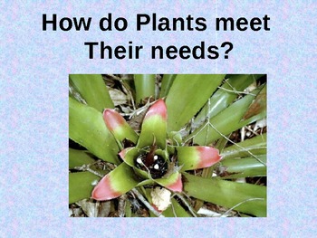 Preview of How do Plants meet their needs