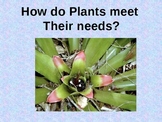 How do Plants meet their needs