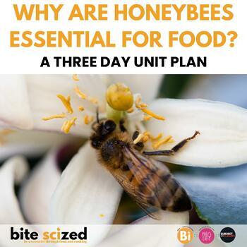 Preview of How do bees make our food? A 3-Day Interactive Lesson about Pollination & Fruits