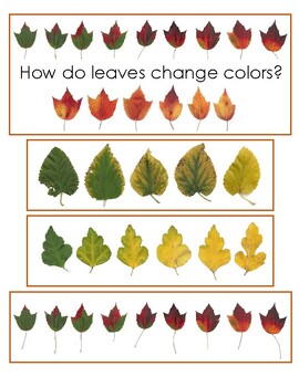 Preview of How do leaves change color?