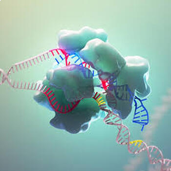Preview of How does CRISPR work? An HHMI online simulation.