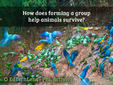 How does forming a group help animals survive?