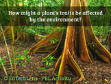 How might a plant’s traits be affected by the environment?