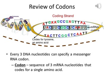 How the Genetic Code is Optimized to Protect Against Mutations | TpT