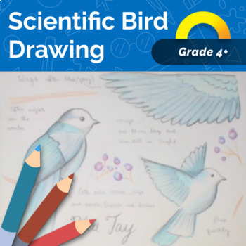 Learn How to Draw a Blue Jay Bird for Kids (Animals for Kids) Step by Step  : Drawing Tutorials