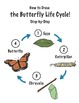 How to Draw a Butterfly Life Cycle! by I Heard You Can Draw | TpT