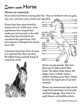 how to draw a horse worksheet by dawn pedersen artist tpt