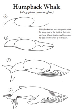 Preview of How to Draw a Humpback Whale