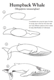 How to Draw a Humpback Whale