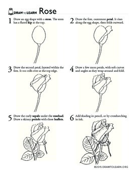 How to Draw a Rose Worksheet by Dawn Pedersen Artist | TpT