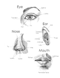 How to Draw and Shade Facial Features (front and side view)