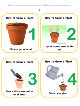 How to Grow a Plant Steps with Pictures by Elise Grover | TpT