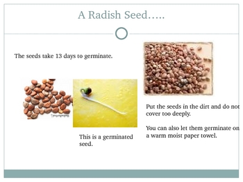 Preview of How to Grow a Radish