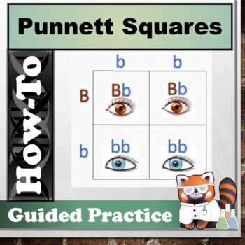 Punnett Square Webquest Teaching Resources | TPT