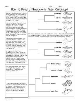 phylogenetic tree biology homework worksheet