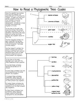 phylogenetic constructing