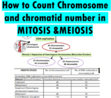 Chromosome and Chromatid Number in Mitosis and Meiosis Wor