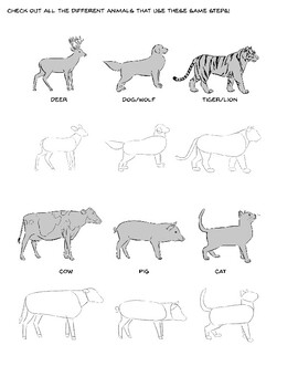 How to draw 4 legged animals (quadrupeds) by Annie Cox Draws | TPT
