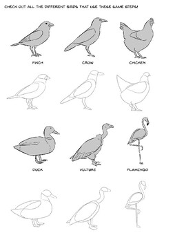 How to Draw Birds: 8 Techniques and Tips