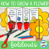 How to grow a flower foldable sequencing activity cut and paste