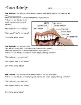 omnivores teeth