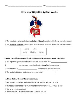 Preview of How your Digestive System Works Worksheet