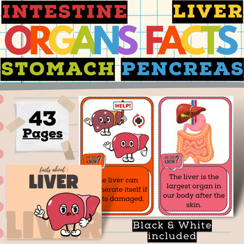 Preview of Humain Body Fact Cards For Liver, Stomach, Intestine and Pancreas