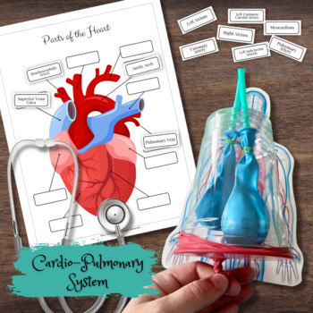 Preview of Human ANATOMY Cardiopulmonary & Circulatory System (Heart, Lungs & Blood) Bundle