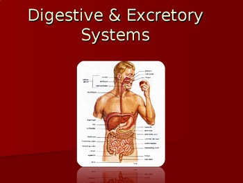 Human Anatomy & Physiology Powerpoint: The Digestive & Excretory Systems