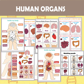 Preview of Human Anatomy Activities Bundle
