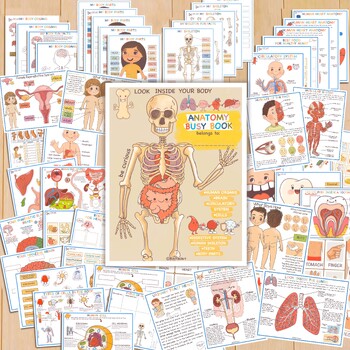 Preview of Human Anatomy BUNDLE - Systems, Organs, Parts of the Body - Activity Worksheets