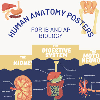 Preview of Human Anatomy Biology Posters -Digestive System, Pulmonary System, Neuron, Heart
