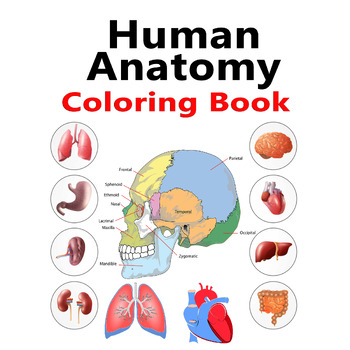 Preview of Human Anatomy Body Systems Coloring Book for kids | Printable & Digital