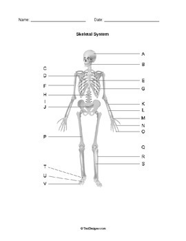 Human Anatomy: Body Systems Diagrams Pack by Help Teaching | TpT