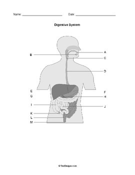 Human Anatomy: Body Systems Diagrams Pack by Help Teaching | TpT