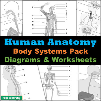 Preview of Human Anatomy: Body Systems Diagrams Pack