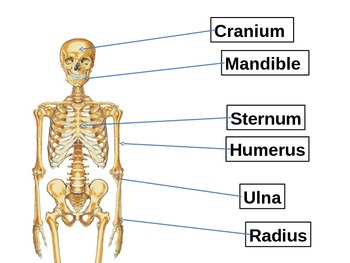 Human Anatomy - Bones by Jeremy Scholz | Teachers Pay Teachers