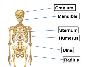 Preview of Human Anatomy - Bones