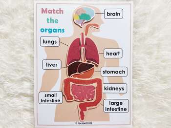 Preview of Human Anatomy Bundle, Brain parts, Human Organs Matching, Skeletal System