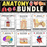 Human Anatomy Bundle: The Human Body Labeling Worksheets &