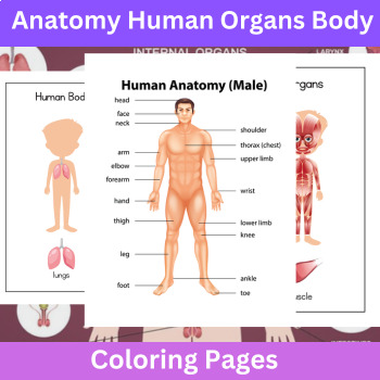 Preview of Human Anatomy Busy Binder : Body Parts, Human Organs, Five Senses & Body Systems