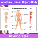 Human Anatomy Busy Binder : Body Parts, Human Organs, Five