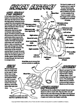 Download Human Anatomy Coloring Worksheets Teaching Resources Tpt