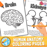Human Anatomy Coloring Pages For Kids | Human Body Organs 