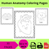 Human Anatomy Coloring Pages  PRINTBALE